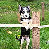 Naya participe au concours pour gagner de l'argent avec cette photo : puppy, dog, fence, wooden_post, grass, greenery, outdoor, pet, animal, cute, curious, young_dog, standing, ears_up, collar, nature, playful, adorable, canine, looking