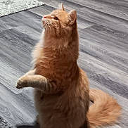 Sunshine is registered to the contest to win money with this photo: cat, orange_cat, fluffy, pet, indoor, wooden_floor, curious, standing, feline, animal, tail, ears, whiskers, mammal, domestic, cute, alert, household, playful, fur