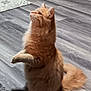 cat, orange_cat, fluffy, pet, indoor, wooden_floor, curious, standing, feline, animal, tail, ears, whiskers, mammal, domestic, cute, alert, household, playful, fur