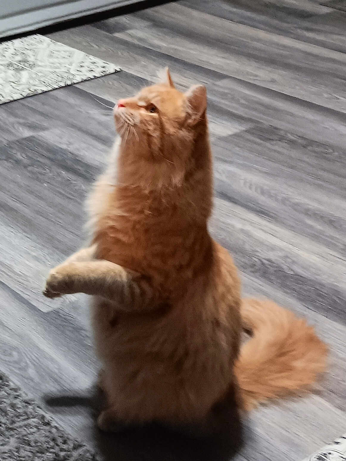 Sunshine is registered to the contest to win money with this photo: cat, orange_cat, fluffy, pet, indoor, wooden_floor, curious, standing, feline, animal, tail, ears, whiskers, mammal, domestic, cute, alert, household, playful, fur