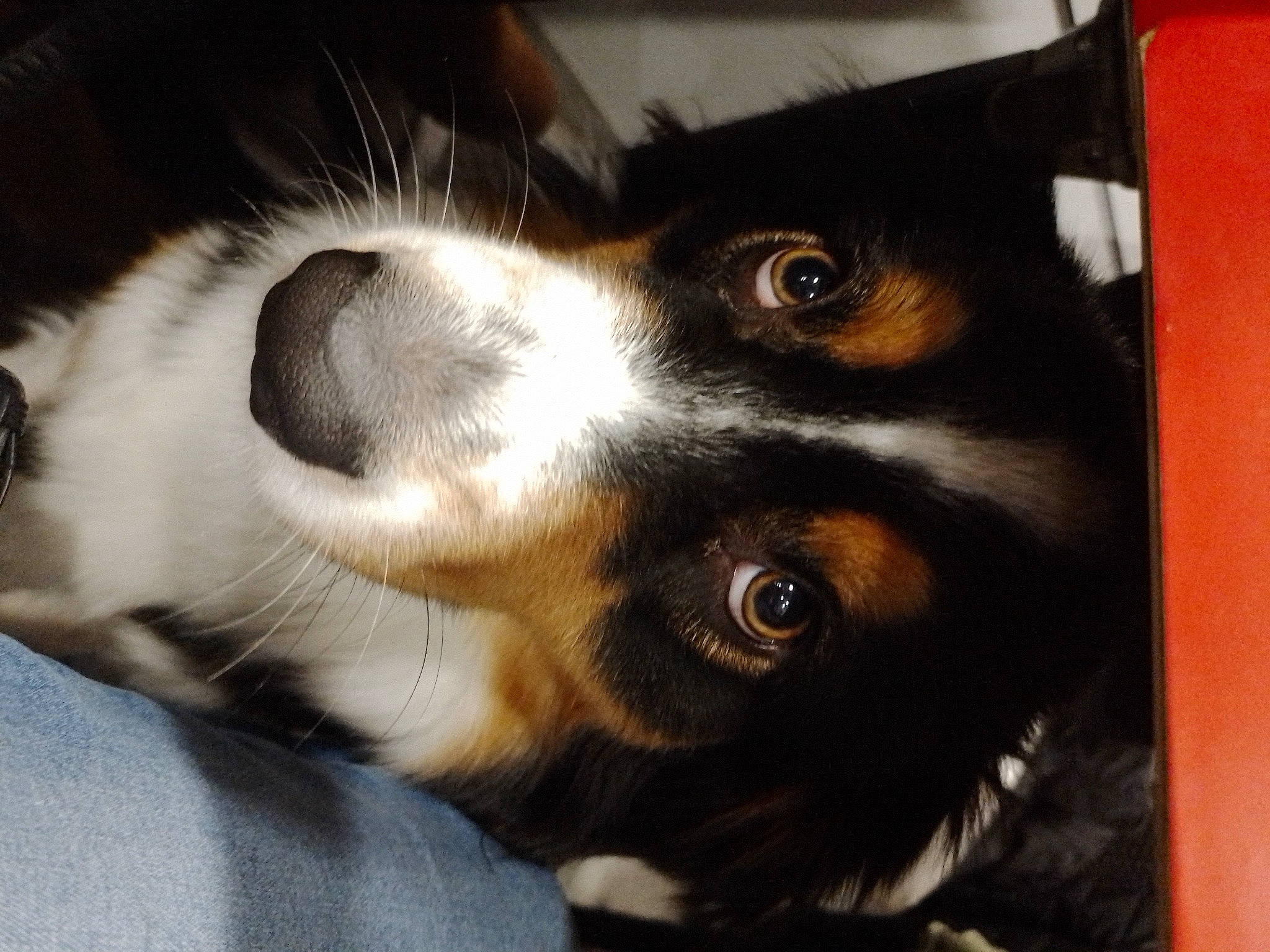 Shiva participe au concours pour gagner de l'argent avec cette photo : canidae, carnivore, companion_dog, dog, dog_breed, ear, fur, paw, snout, sporting_group, terrestrial_animal, whiskers, working_animal, working_dog