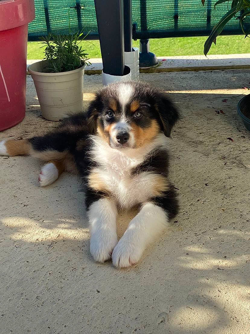 Shiva a rejoint le concours — aidez-le/la à gagner de superbes lots ! australian_shepherd, canidae, carnivore, companion_dog, dog, dog_breed, flowerpot, fur, herding_dog, houseplant, plant, puppy, shade, snout, sporting_group, tail, terrestrial_animal, toy_dog, whiskers, working_dog