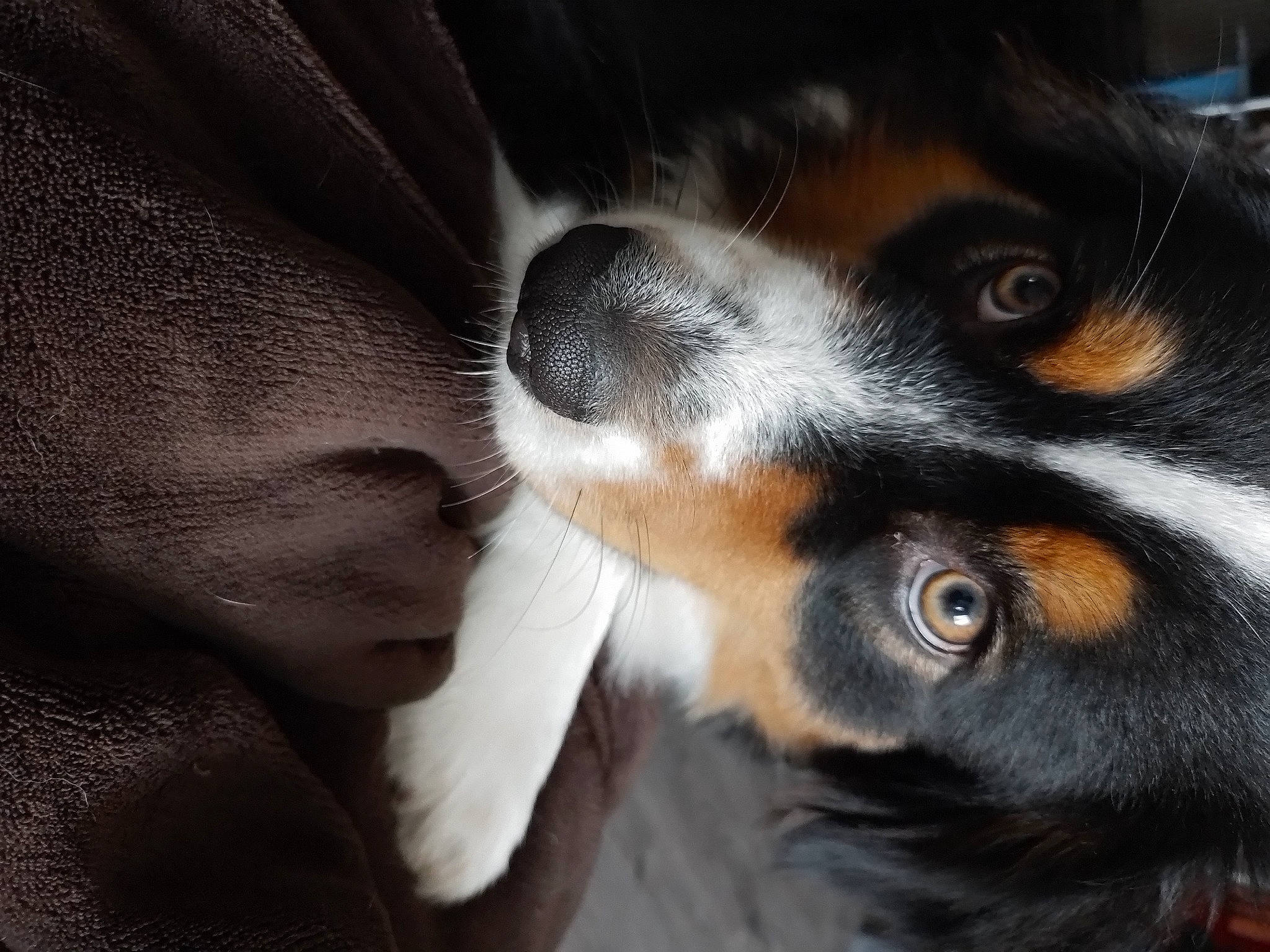 Shiva a rejoint le concours — aidez-le/la à gagner de superbes lots ! bernese_mountain_dog, bored, carnivore, close_up, companion_dog, dog, dog_breed, ear, fur, paw, snout, sporting_group, terrestrial_animal, whiskers, working_dog