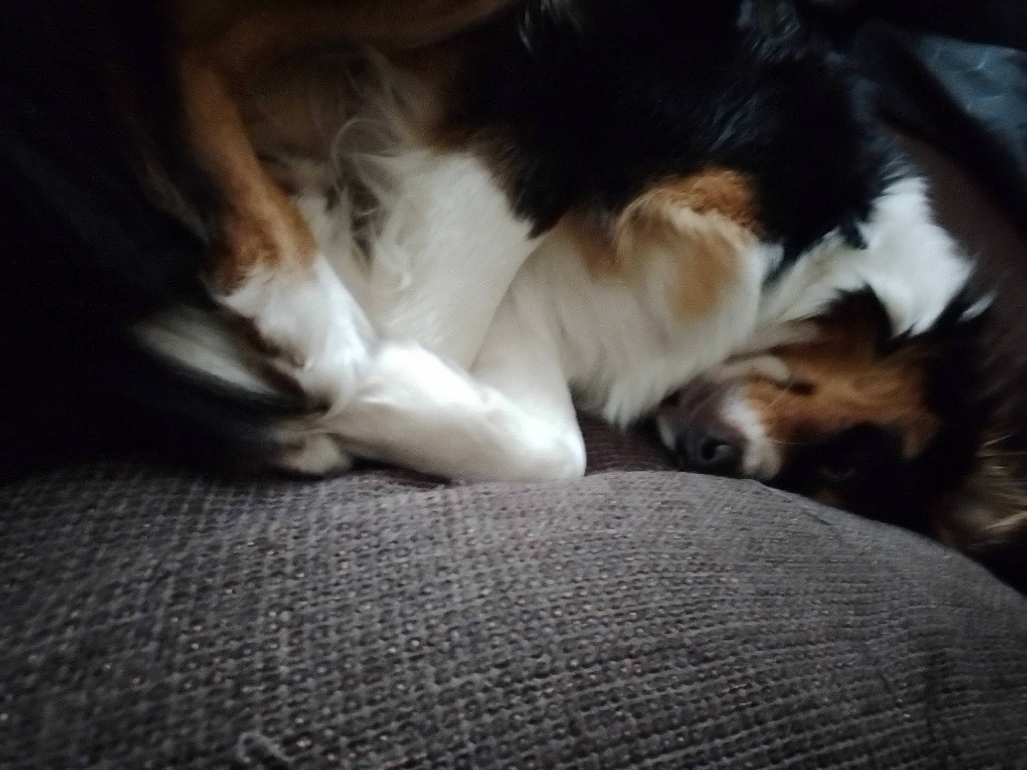 Shiva participe au concours pour gagner de l'argent avec cette photo : bored, carnivore, comfort, companion_dog, dog, dog_breed, fawn, felidae, fur, linens, paw, puppy, silken_windhound, small_to_medium_sized_cats, snout, sporting_group, tail, terrestrial_animal, whiskers, wood