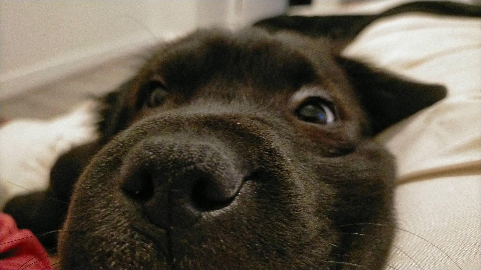 Ten-ten participe au concours pour gagner de l'argent avec cette photo : canidae, carnivore, close_up, companion_dog, dog, dog_breed, ear, event, eye, fawn, fur, liver, snout, sporting_group, whiskers, working_animal