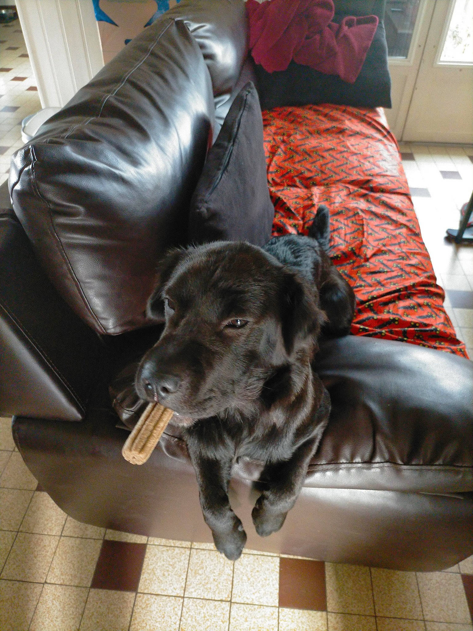 Ten-ten participe au concours pour gagner de l'argent avec cette photo : armrest, canidae, carnivore, chair, comfort, companion_dog, couch, dog, dog_breed, floor, flooring, fur, furniture, hardwood, living_room, room, sitting, sporting_group, studio_couch, working_animal