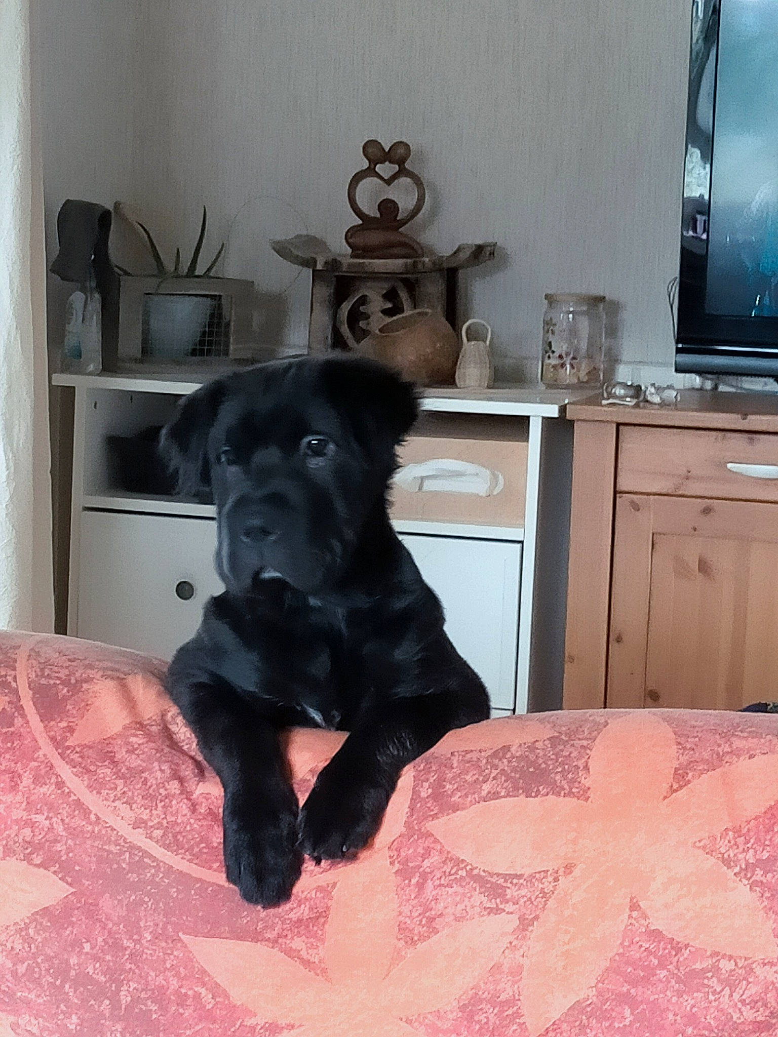 Ten-ten a rejoint le concours — aidez-le/la à gagner de superbes lots ! black_cat, cabinetry, carnivore, comfort, companion_dog, couch, dog, dog_breed, fawn, floor, flooring, fur, grey, hardwood, room, sporting_group, tail, television, whiskers, working_animal