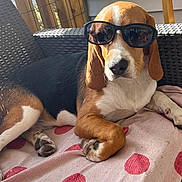 Scooby a rejoint le concours — aidez-le/la à gagner de superbes lots ! dog, beagle, sunglasses, pet, animal, canine, laying_down, blanket, polka_dot, chair, wicker, outdoor, sunlight, paw, ear, nose, relaxing, summer, portrait, cute