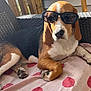 dog, beagle, sunglasses, pet, animal, canine, laying_down, blanket, polka_dot, chair, wicker, outdoor, sunlight, paw, ear, nose, relaxing, summer, portrait, cute