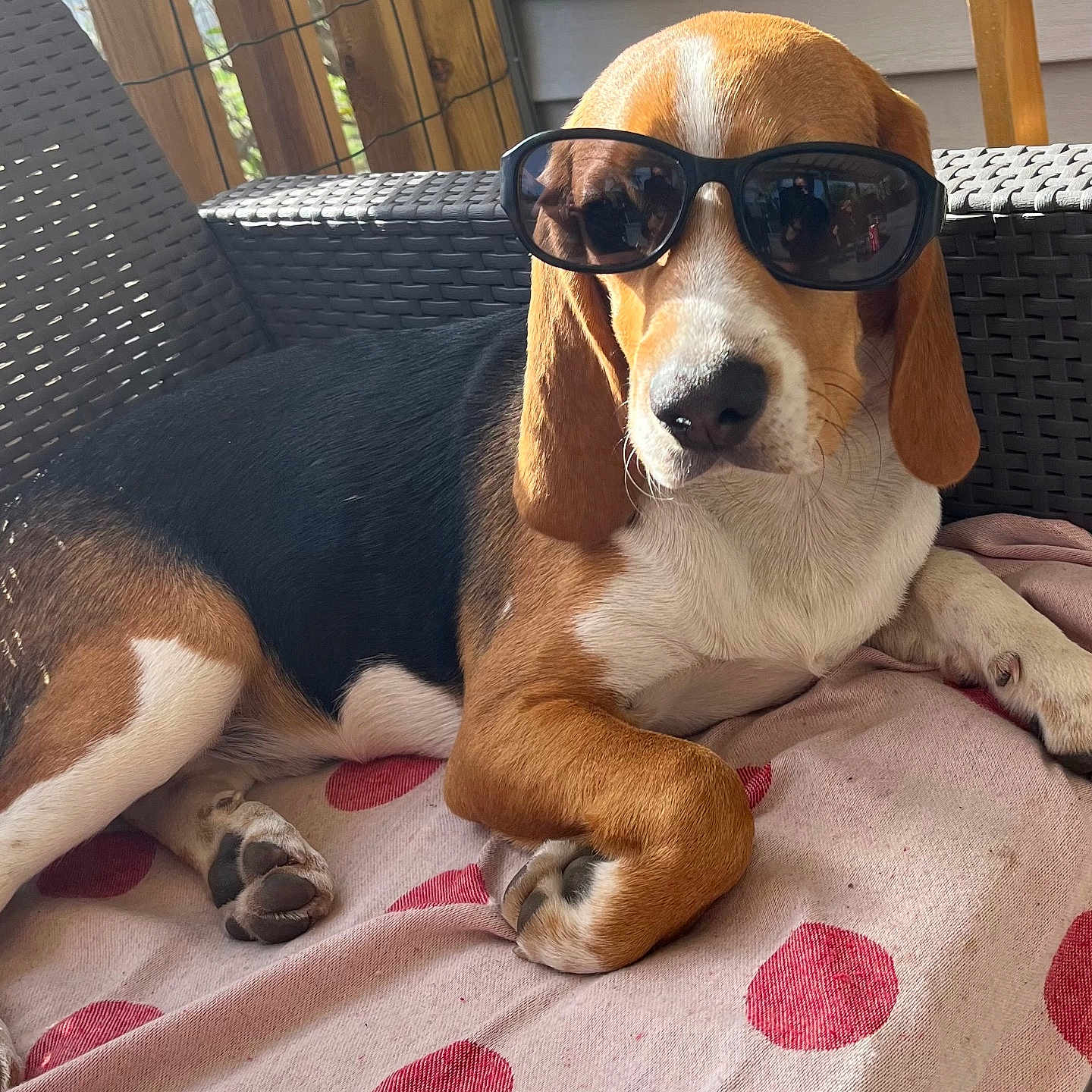 Scooby a rejoint le concours — aidez-le/la à gagner de superbes lots ! animal, beagle, blanket, canine, chair, cute, dog, ear, laying_down, nose, outdoor, paw, pet, polka_dot, portrait, relaxing, summer, sunglasses, sunlight, wicker