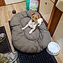 animal, cabinet, casual, cozy, curious, dog, domestic, floor_mat, home, indoor, pet_bed, puppy, resting, small_dog, sneakers, toy, water_bowl, white_and_brown, wooden_floor, young_dog