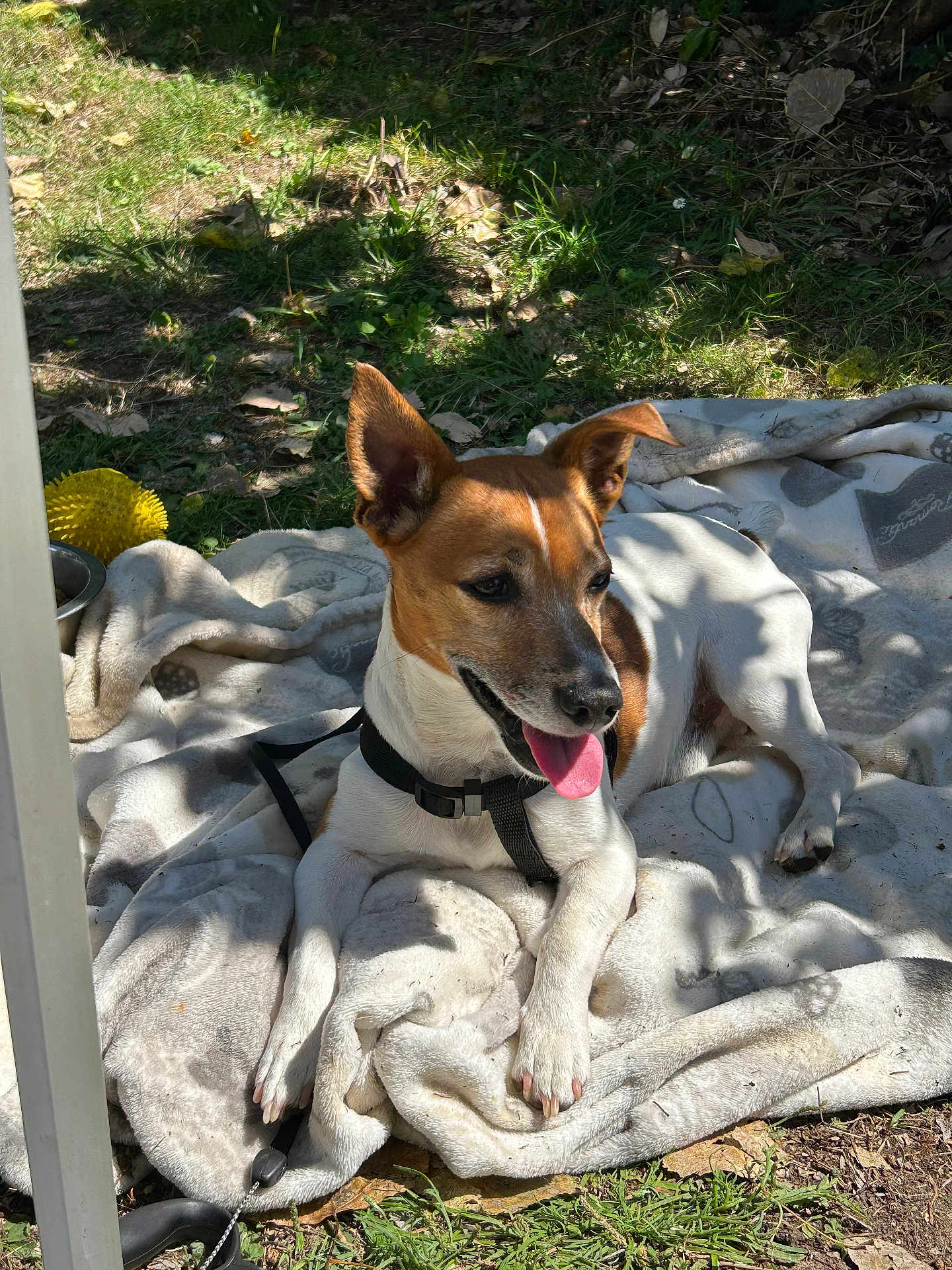 Mango participe au concours pour gagner de l'argent avec cette photo : dog, outdoor, blanket, grass, sunlight, toy, happy, panting, pet, canine, playful, relaxed, nature, animal, fur, ears, leash, daytime, resting, companion