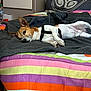 Mango participe au concours pour gagner de l'argent avec cette photo : dog, bed, blanket, indoor, resting, sleepy, brown_and_white, small_dog, furniture, comfort, harness, striped, colorful, relaxed, pet, canine, cozy, lying_down, domestic, quiet