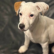 Vanille participe au concours pour gagner de l'argent avec cette photo : puppy, dog, white_fur, brown_ear, pet, young_dog, sitting, curious, black_nose, close_up, indoor, soft_light, animal, canine, portrait, furry, cute, young, background_blur, companion