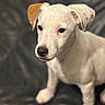 animal, background_blur, black_nose, brown_ear, canine, close_up, companion, curious, cute, dog, furry, indoor, pet, portrait, puppy, sitting, soft_light, white_fur, young, young_dog