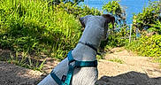 Vanille a rejoint le concours — aidez-le/la à gagner de superbes lots ! dog, white_dog, harness, leash, sitting, outdoor, lake, water, blue_sky, greenery, trees, grass, nature, path, sunlight, shadow, canine, pet, scenic, serene