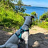 blue_sky, canine, dog, grass, greenery, harness, lake, leash, nature, outdoor, path, pet, scenic, serene, shadow, sitting, sunlight, trees, water, white_dog