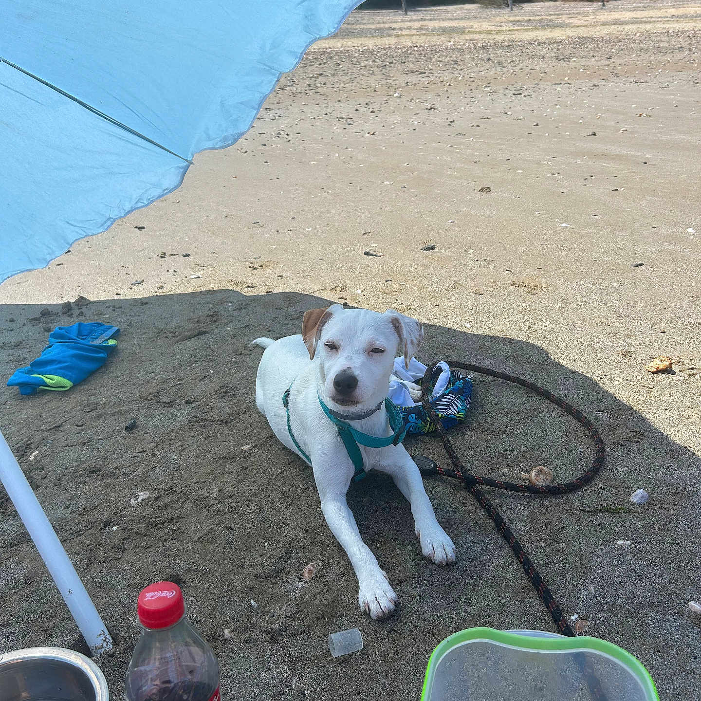 Vanille participe au concours pour gagner de l'argent avec cette photo : dog, beach, sand, umbrella, blue_umbrella, coca_cola_bottle, potato_chips, water_bowl, leash, sunshade, relaxing, outdoor, nature, summer, vacation, pet, canine, snack, sunny, small_dog