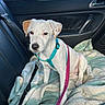 Vanille a rejoint le concours — aidez-le/la à gagner de superbes lots ! dog, pet, car_interior, blanket, harness, leash, backseat, window, parked_car, white_dog, sitting, calm, curious, vehicle, seatbelt, animal, companion, domestic_animal, daytime, outdoor_view