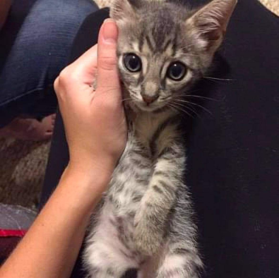 Harper is registered to the contest to win money with this photo: carnivore, cat, claw, comfort, domestic_short_haired_cat, felidae, fur, nail, paw, small_to_medium_sized_cats, snout, tail, terrestrial_animal, whiskers