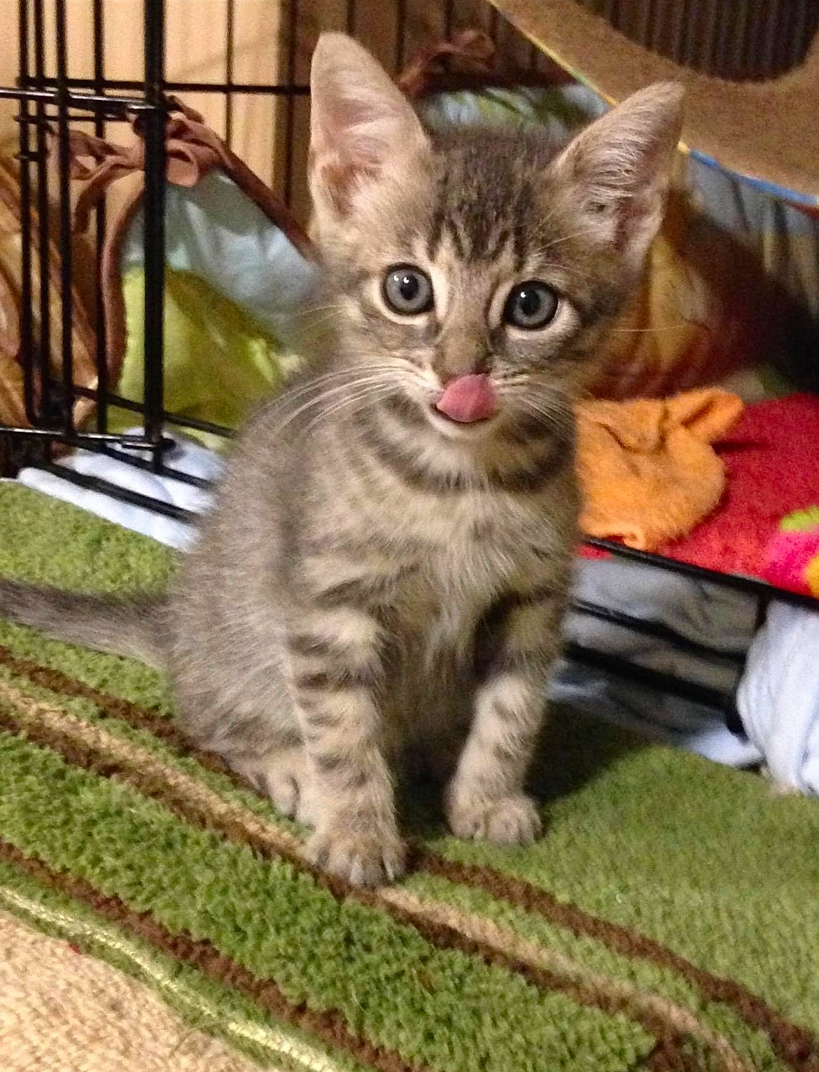 Harper is registered to the contest to win money with this photo: carnivore, cat, claw, domestic_short_haired_cat, event, felidae, fur, grass, paw, sitting, small_to_medium_sized_cats, snout, tail, terrestrial_animal, whiskers