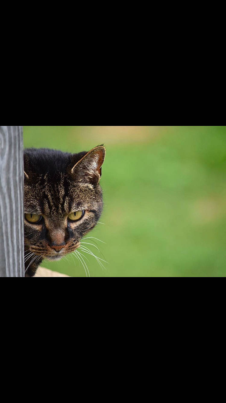 Meme is registered to the contest to win money with this photo: carnivore, cat, darkness, domestic_short_haired_cat, felidae, fur, grass, macro_photography, plant, small_to_medium_sized_cats, snout, tail, terrestrial_animal, tree, whiskers, wildlife