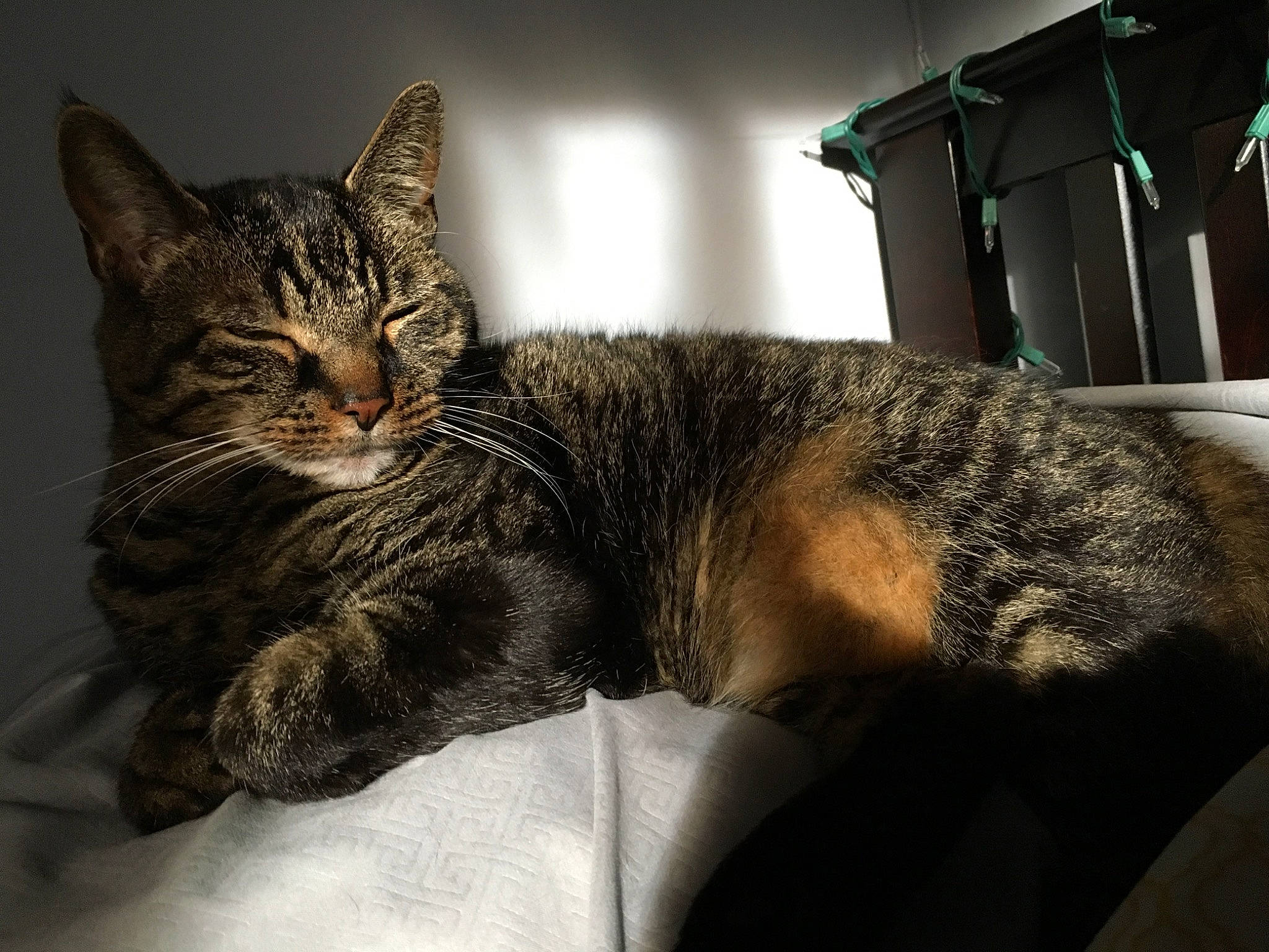 Meme joined the competition — help win amazing prizes! carnivore, cat, claw, comfort, domestic_short_haired_cat, ear, felidae, fur, paw, sitting, small_to_medium_sized_cats, snout, terrestrial_animal, tree, whiskers