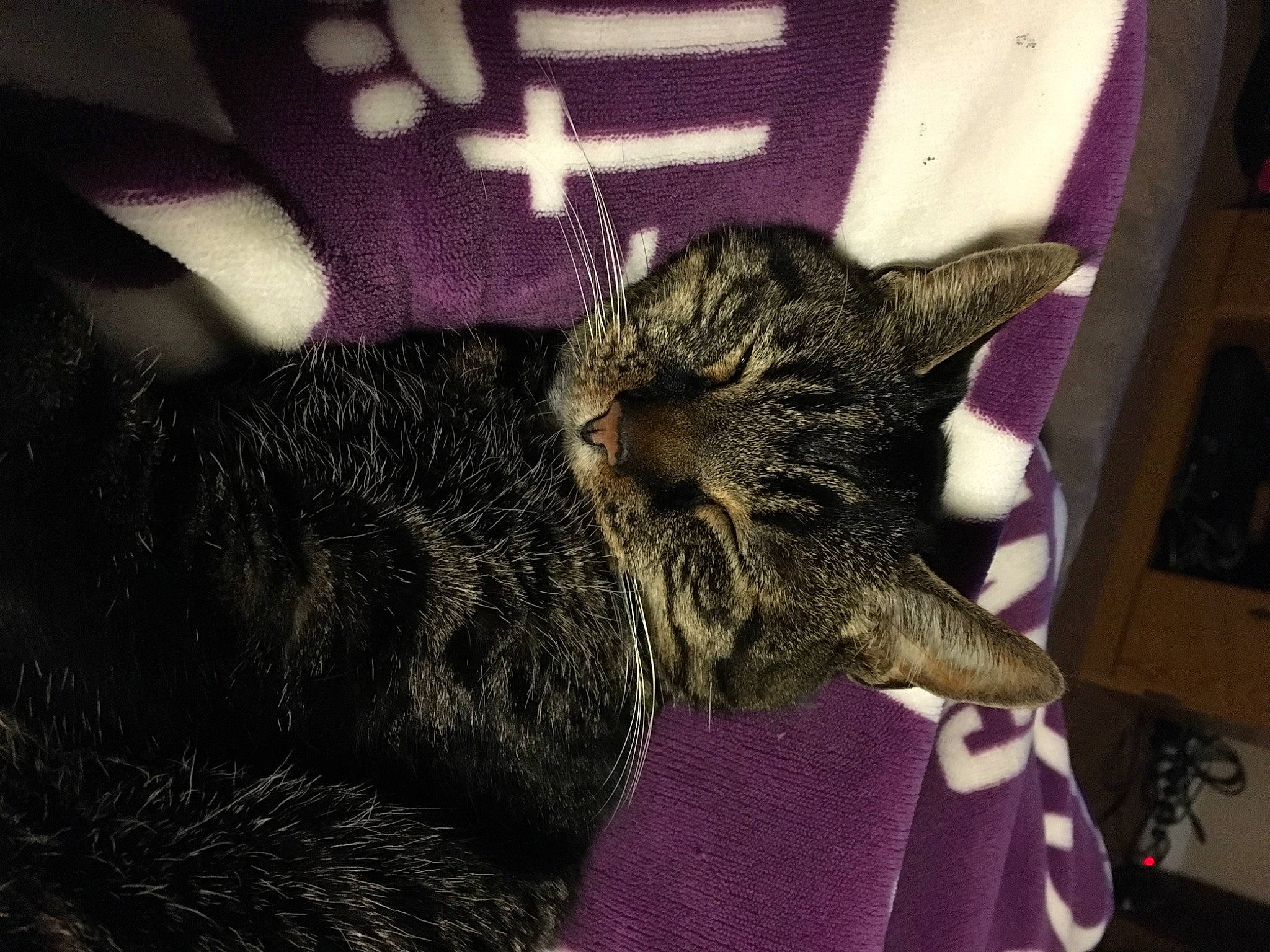 Meme joined the competition — help win amazing prizes! carnivore, cat, claw, comfort, domestic_short_haired_cat, felidae, fur, magenta, nap, sleep, small_to_medium_sized_cats, snout, terrestrial_animal, whiskers