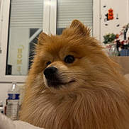 Sparky a rejoint le concours — aidez-le/la à gagner de superbes lots ! dog, pomeranian, fluffy, pet, indoor, window, fur, cute, animal, mammal, face, nose, ears, home, decor, curious, sitting, portrait, closeup, cozy