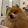 dog, pomeranian, fluffy, pet, indoor, window, fur, cute, animal, mammal, face, nose, ears, home, decor, curious, sitting, portrait, closeup, cozy