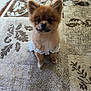 Tessa joined the competition — help win amazing prizes! adorable, animal, brown, carpet, collar, companion, cute, dog, domestic, fluffy, fur, indoor, lace, looking_up, pattern, pet, pomeranian, puppy, sitting, small