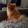 Tessa joined the competition — help win amazing prizes! animal, couch, cozy, cute, dog, ears, face, fluffy, fur, furniture, home, indoor, living_room, pet, pillow, pomeranian, puppy, sitting, soft, tail