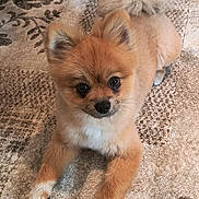 Tessa joined the competition — help win amazing prizes! animal, brown_fur, carpet, curious, cute, dog, ears_up, expression, eyes, fluffy, fur, indoor, lying_down, nose, pet, pomeranian, small_dog, tail, whiskers, white_paws