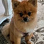 animal, brown_fur, carpet, companionship, cute, dog, domestic, ears, face, floor, fluffy, furniture, harness, indoor, pet, pomeranian, sitting, small_dog, table_leg, tail