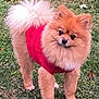 Tessa is registered to the contest to win money with this photo: adorable, animal, canine, companion, cute, dog, fluffy, friendly, fur, grass, mammal, nature, outdoor, pet, pomeranian, portrait, red_sweater, small_dog, tail, walking