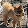animal, bone, canine, chew_toy, cobblestone, cute, daylight, dog, fluffy, fur, outdoor, paw, pet, playful, shadow, small_dog, snow, standing, tan, walking_path