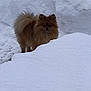 adorable, alert, animal, brown, canine, cold, cute, dog, fluffy, fur, mammal, nature, outdoor, pet, pomeranian, small_dog, snow, standing, winter, winter_scene