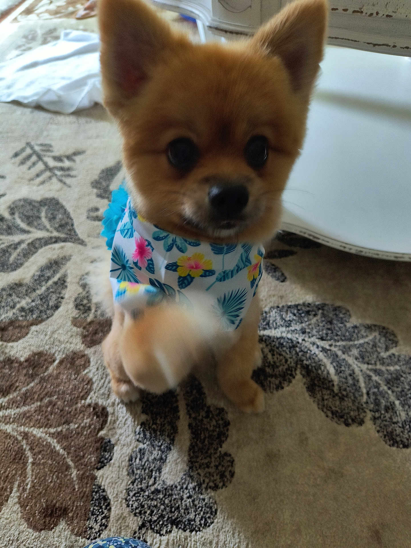 Tessa is registered to the contest to win money with this photo: animal, bandana, blur, brown, carpet, cute, decor, dog, floor, floral, furniture, furry, home, indoor, pattern, paw, pet, pomeranian, small_dog, white