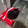 Midnight joined the competition — help win amazing prizes! cat, black_cat, box, coca_cola, cardboard_box, pet, indoor, floor, wood_floor, yellow_eyes, fur, animal, cute, cozy, resting, home, domestic_cat, sitting, wall, shadow