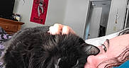 Midnight is registered to the contest to win money with this photo: cat, black_cat, person, face, indoor, bedroom, poster, hand, snuggling, fur, close_up, cozy, relaxed, cuddling, eyebrow, hair, door, sign, television, furniture