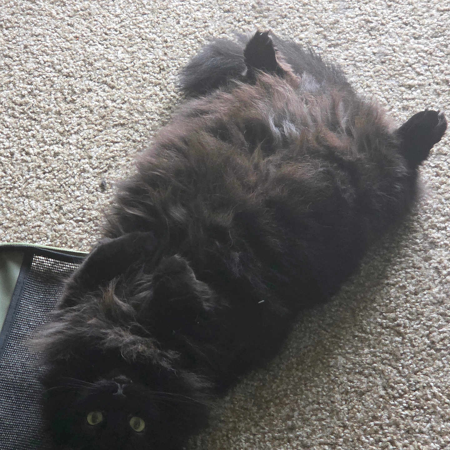 Midnight is registered to the contest to win money with this photo: black_cat, cat, fluffy, carpet, pet, indoor, lying_down, fur, curious, wide_eyes, mesh_bag, leash, floor, domestic_animal, relaxed, animal, whiskers, playful, closeup, soft_fur