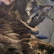 Midnight is registered to the contest to win money with this photo: cat, black_cat, pet, animal, fur, close_up, relaxing, indoor, face, whiskers, ears, eyes, portrait, feline, cozy, soft, cute, domestic_cat, looking, resting