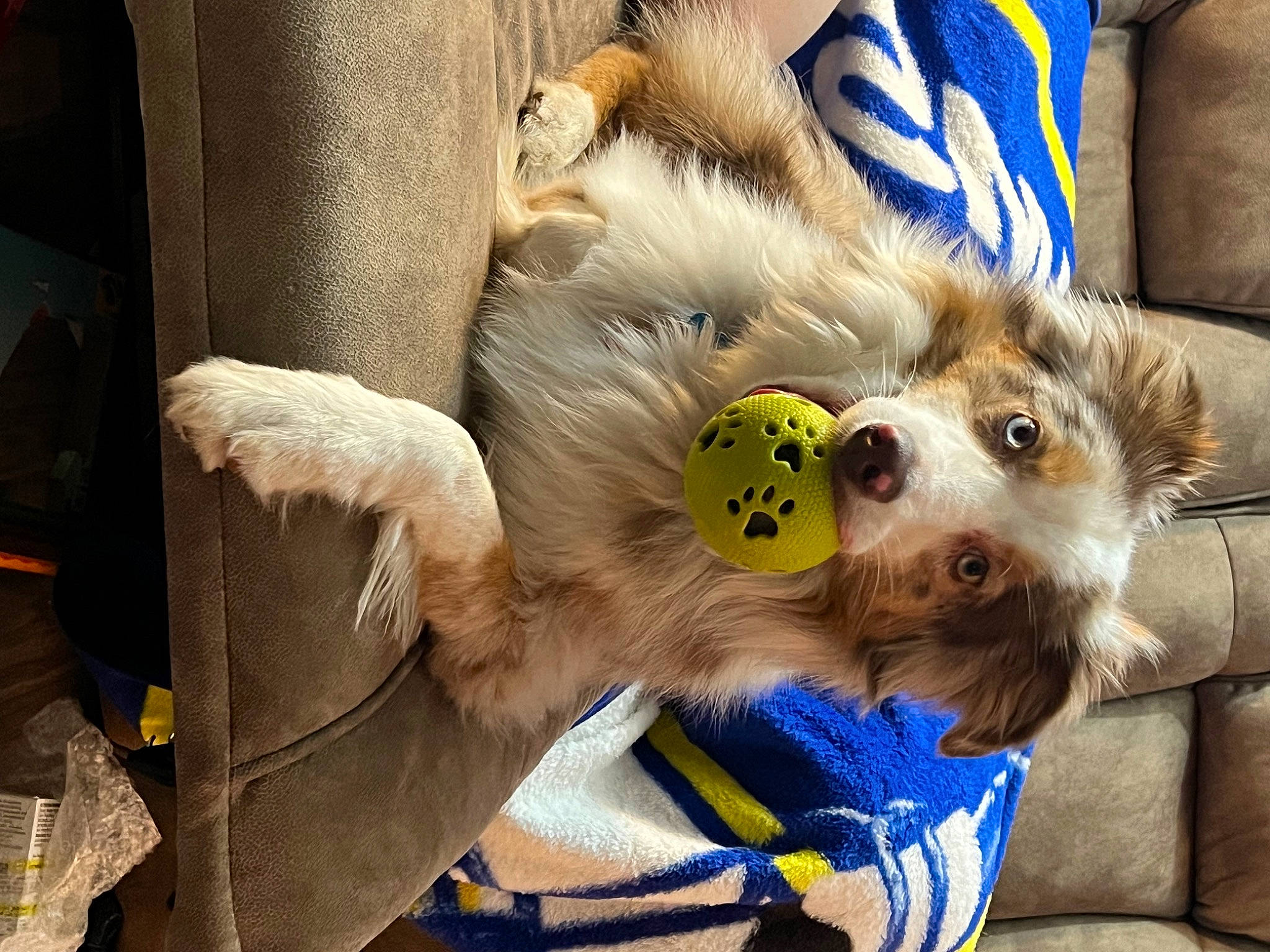 Keno is registered to the contest to win money with this photo: canidae, carnivore, comfort, companion_dog, dog, dog_breed, dog_clothes, dog_supply, feather, felidae, fur, paw, personal_protective_equipment, puppy, puppy_love, selfie, small_terrier, sporting_group, toy_dog, working_animal