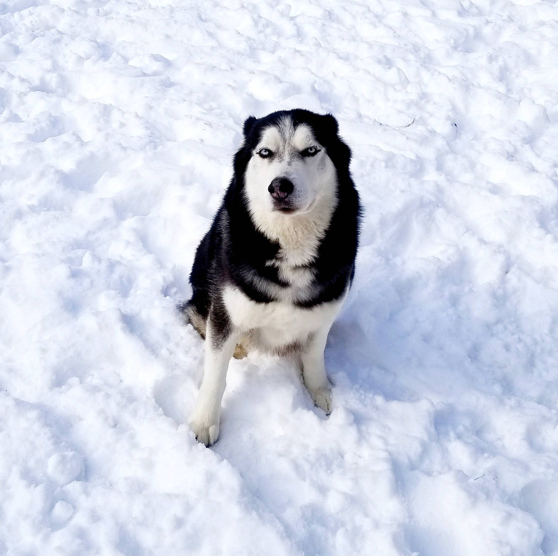 Keno joined the competition — help win amazing prizes! arctic, art, canidae, carnivore, companion_dog, dog, dog_breed, freezing, fur, recreation, siberian_husky, sled_dog, snout, snow, sporting_group, tree, vehicle, winter, working_animal, working_dog