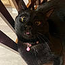 Tony is registered to the contest to win money with this photo: black_cat, cat, wide_eyes, pink_collar, bell, tongue_out, wooden_chair, indoor, pet, fur, whiskers, close_up, curious, animal, domestic_cat, cute, feline, chair, sitting, looking_up