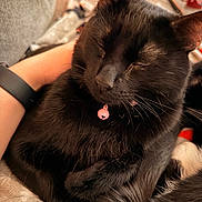 Tony is registered to the contest to win money with this photo: black_cat, cat, sleeping, pet, animal, fur, whiskers, collar, bell, close_up, domestic_cat, cute, resting, indoor, cozy, soft, person_arm, blanket, relaxed, feline
