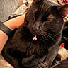 black_cat, cat, sleeping, pet, animal, fur, whiskers, collar, bell, close_up, domestic_cat, cute, resting, indoor, cozy, soft, person_arm, blanket, relaxed, feline