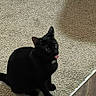 Tony is registered to the contest to win money with this photo: cat, black_cat, indoor, carpet, tongue_out, pet, animal, feline, cute, playful, sitting, floor, home, domestic, whiskers, ears, fur, looking, shadow, texture