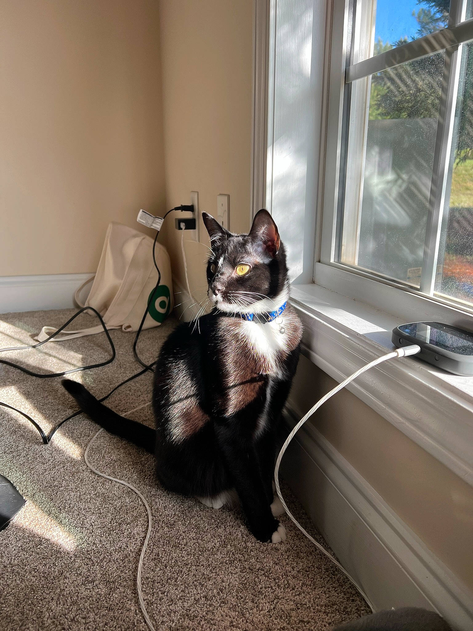 Misha