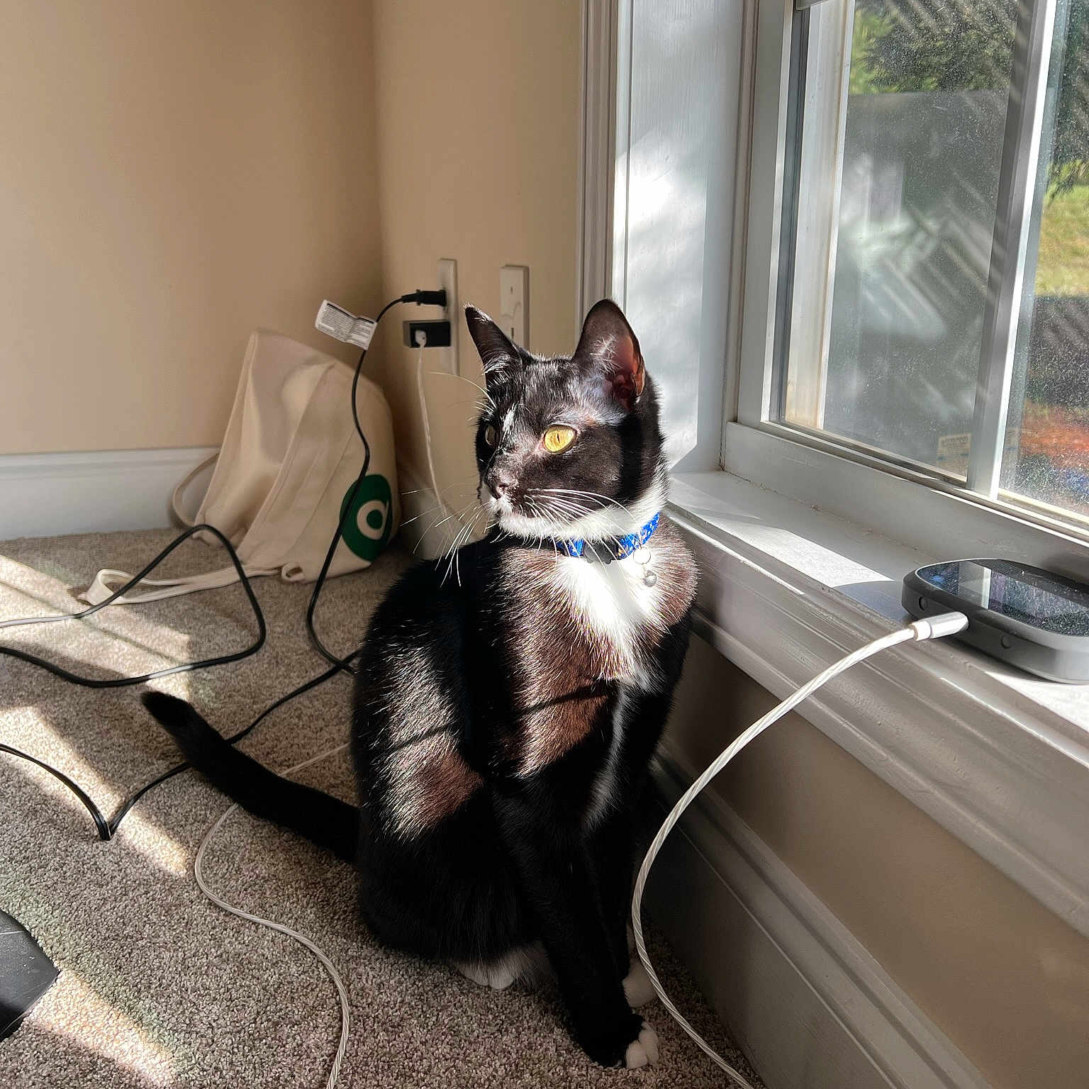 Misha